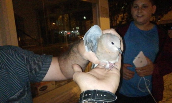 Yavru Güvercin Camda Mahsur Kaldı