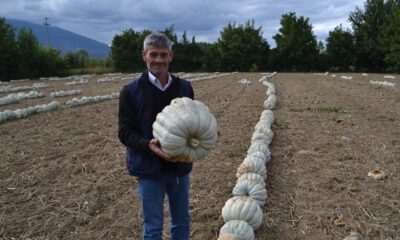 Bal Kabağında Hasat Başladı
