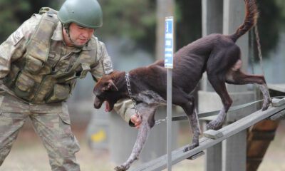 Sınır Ötesi Operasyonlara Yerli Irk Köpek