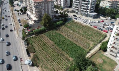 Bursa’da lüks rezidansların arasında yetişip, dakikalar içinde kebapçının sofrasında yer buluyor