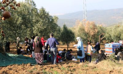 Çocuklar Zeytin Toplama Heyecanı Yaşadı