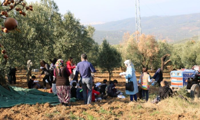Çocuklar Zeytin Toplama Heyecanı Yaşadı