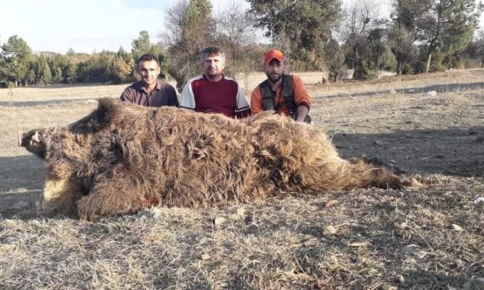 Bursalı Avcılar 252 Kiloluk Yaban Domuzu Vurdu