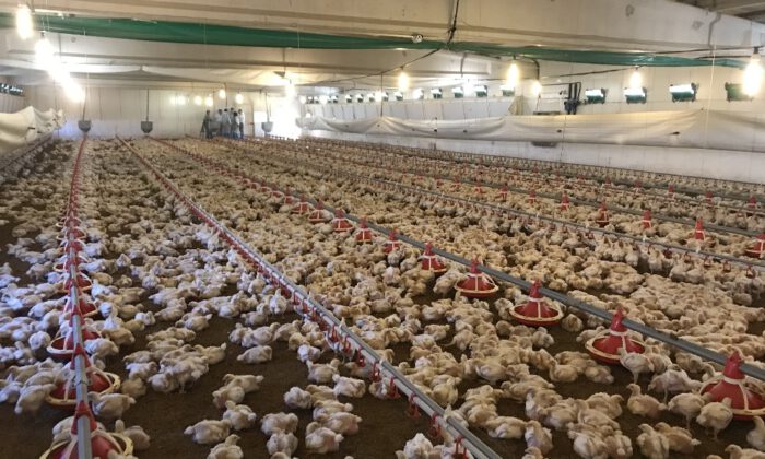 (Özel) Et Tavukları ‘Akıllı Kümeslerde Yetişiyor