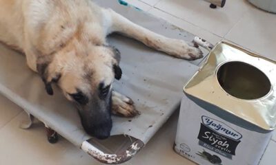 Yemek Ararken Başı Tenekeye Sıkıştı