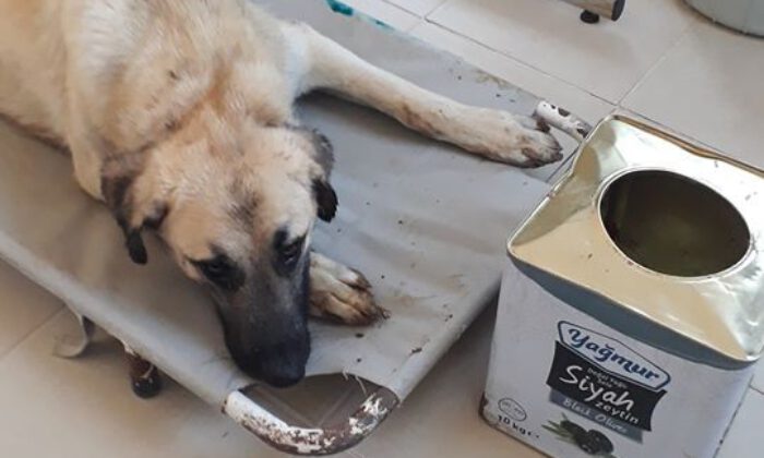 Yemek Ararken Başı Tenekeye Sıkıştı