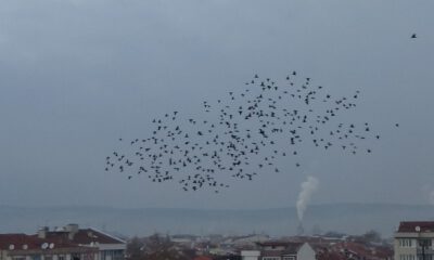 Kuşların Gökyüzünde Muhteşem Dansı