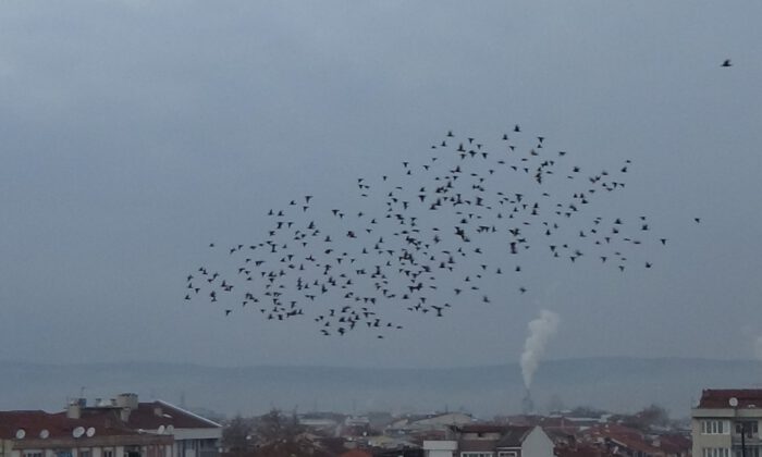 Kuşların Gökyüzünde Muhteşem Dansı