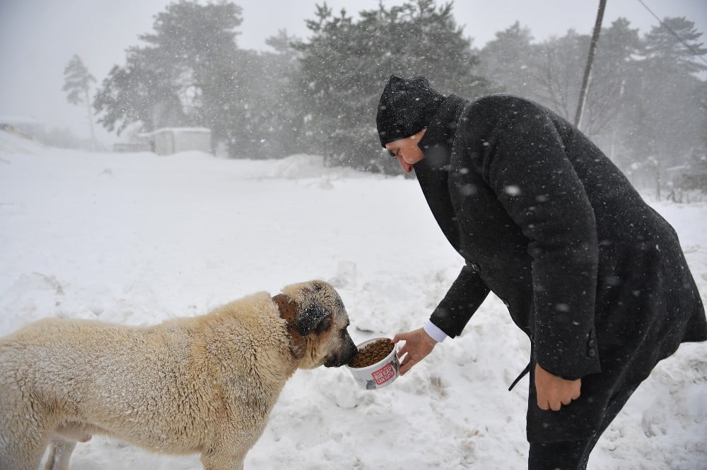 Uludağdaki Aç Hayvanların İmdadına Osmangazi Yetişti