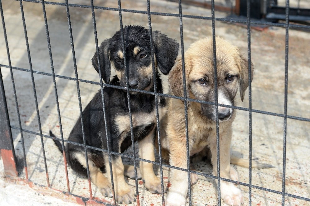 Osmangazide Can Dostlar Sahipsiz Değil