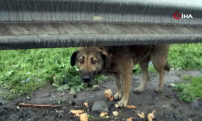 Başıboş köpekler yürek sızlattı