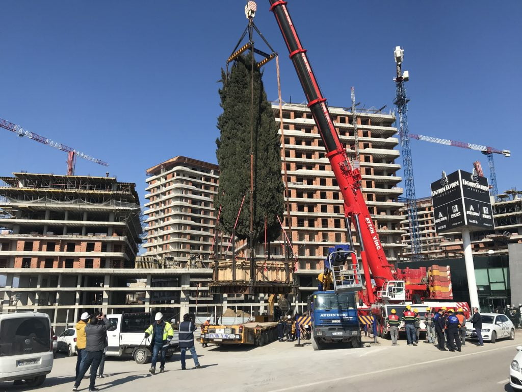 Bursa’daki  55 yıllık selvi ağacını böyle taşıdılar