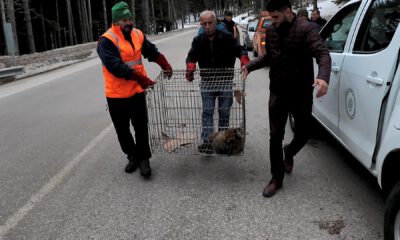 Uludağ’da otomobil çarpmıştı… Böyle kurtardılar