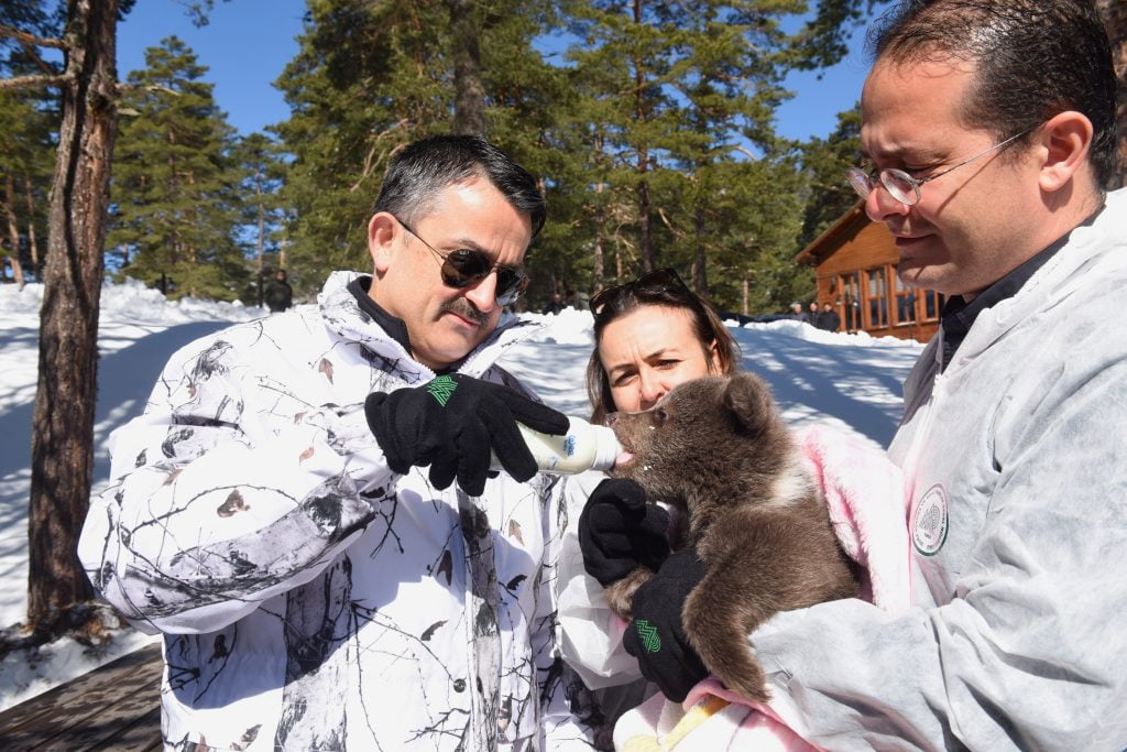 Anne ayı ve yavrularının kar keyfi