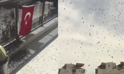 Arı istilası vatandaşı korkuttu!