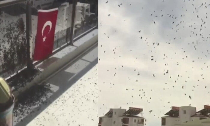 Arı istilası vatandaşı korkuttu!