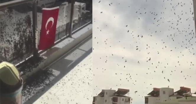 Arı istilası vatandaşı korkuttu!