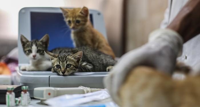 Kedilerde korona tehlikesi!