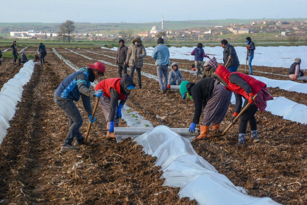 Bursa’da erkenci karpuz ekimi yapıldı