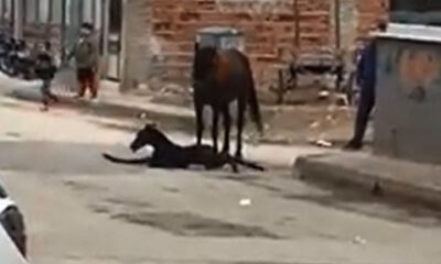 Sokak ortasında doğum yaptı