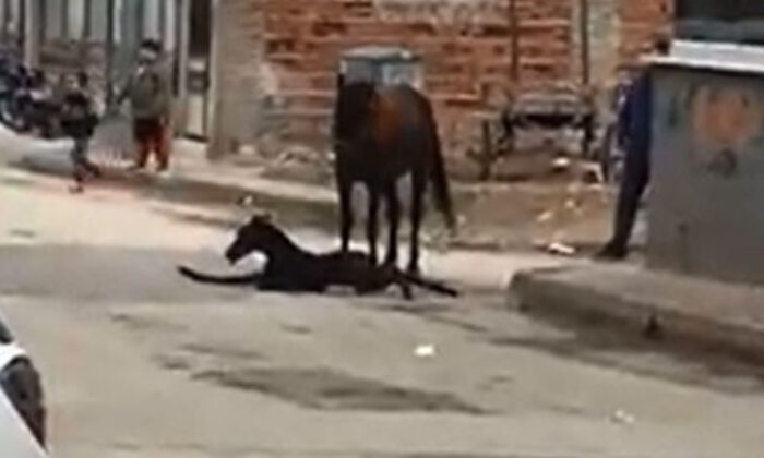 Sokak ortasında doğum yaptı