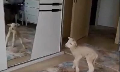 Evde bakılan kuzu karantina neşesi oldu