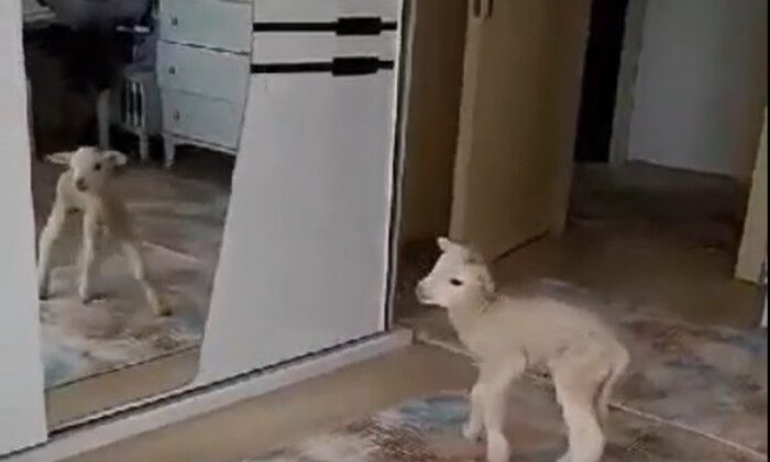 Evde bakılan kuzu karantina neşesi oldu