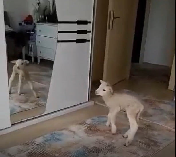 Evde bakılan kuzu karantina neşesi oldu