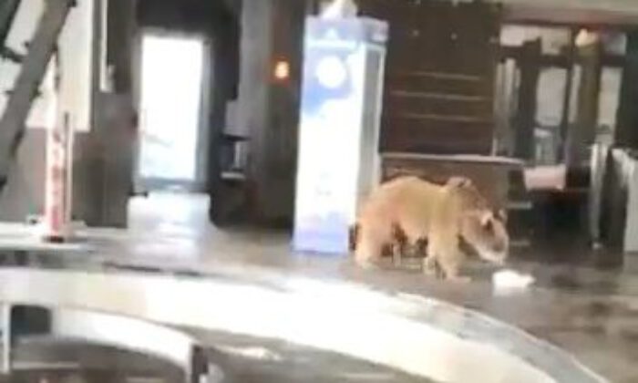 Uludağ’da aç kalan ayılar teleferiğe indi
