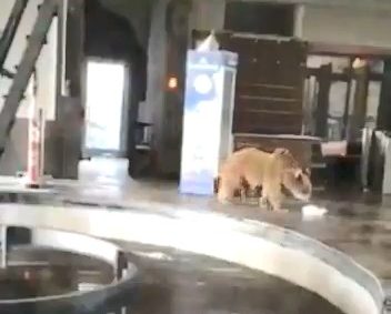  Uludağ’da aç kalan ayılar teleferiğe indi