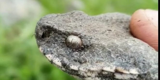 İşte Türkiye’nin en zehirli yılanı