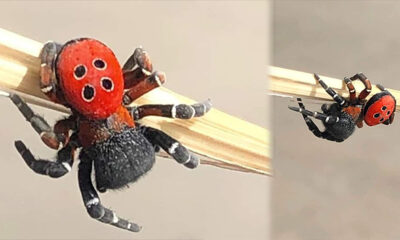 Uğur böceği sandı ama…