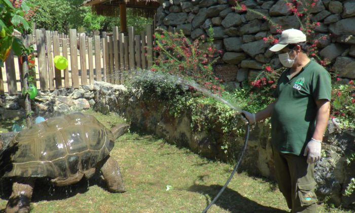 Türkiye’nin en yaşlı kaplumbağası Tuki, 100 yaşında