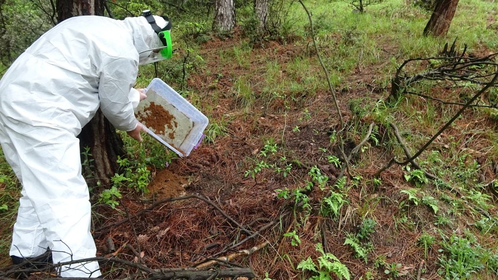 Bursa’da kuruyan çam ormanlarını onlar koruyacak