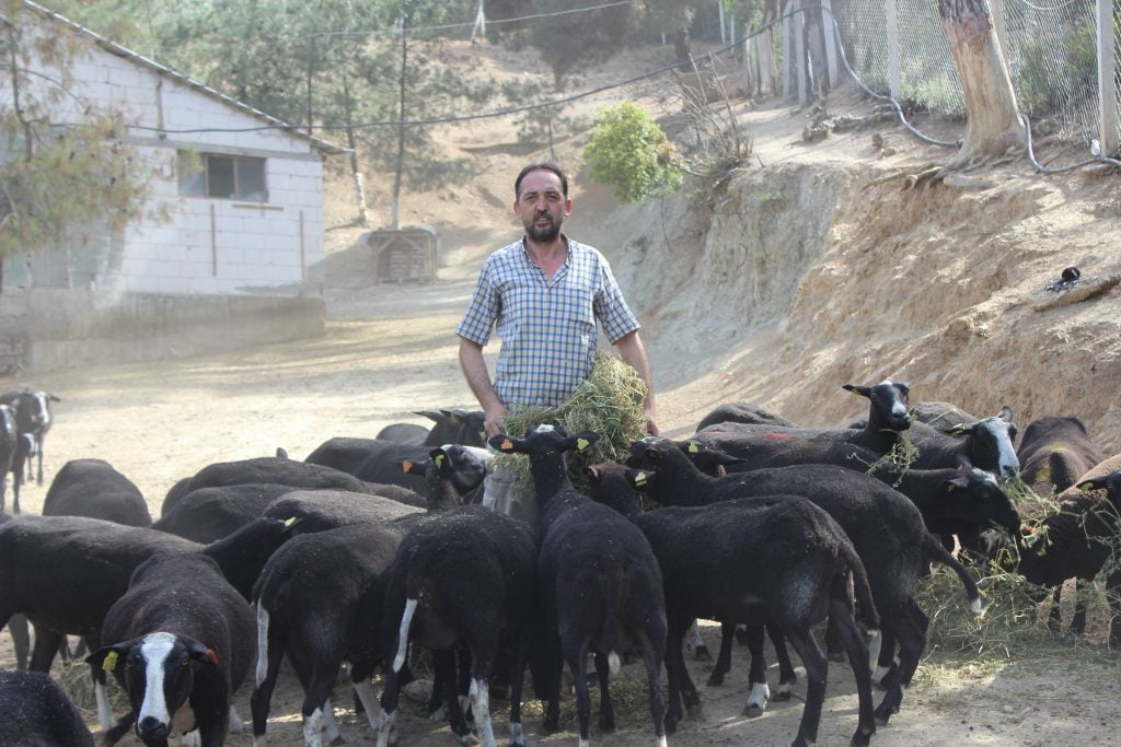 Bursa’da bu koyunu almak isteyenler 5 ay sıra bekliyor