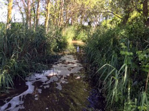 Bursa’da çevre katliamı