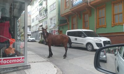 Sahibinden kurtuldu, Bursa sokaklarını böyle gezdi