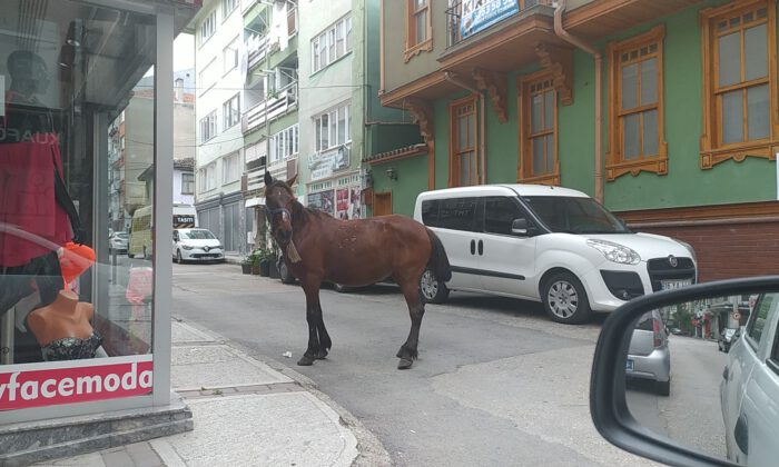 Sahibinden kurtuldu, Bursa sokaklarını böyle gezdi