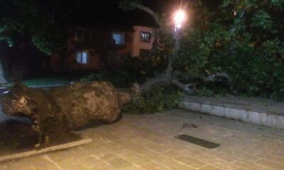 Bursa’da asırlık çınar devrildi