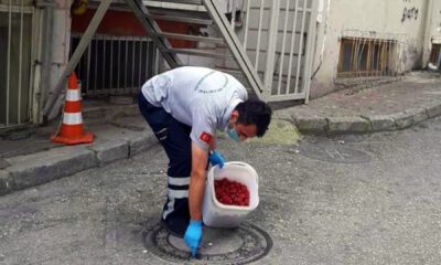 Osmangazi’de haşere önlemleri