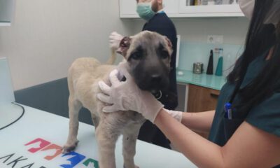 Vicdansızlığın böylesi… Bursa’da yavru köpeğin kulaklarını kestiler
