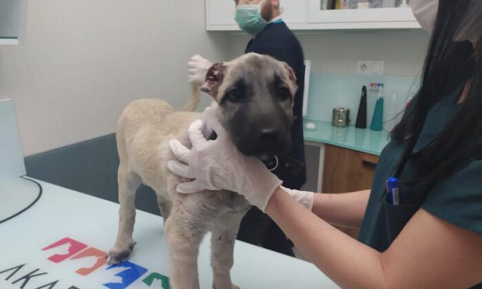 Vicdansızlığın böylesi… Bursa’da yavru köpeğin kulaklarını kestiler