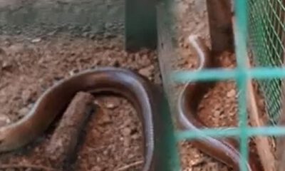 Son derece zararsız… Görenler yılan zannedip öldürüyor