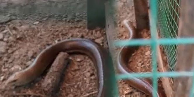 Son derece zararsız… Görenler yılan zannedip öldürüyor