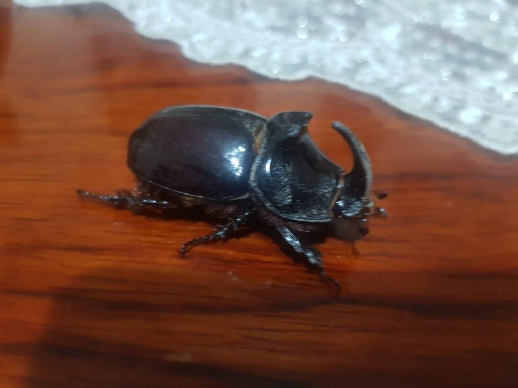  Bir zamanlar vatandaşlar çılgın gibi yakalayama çalışıyordu