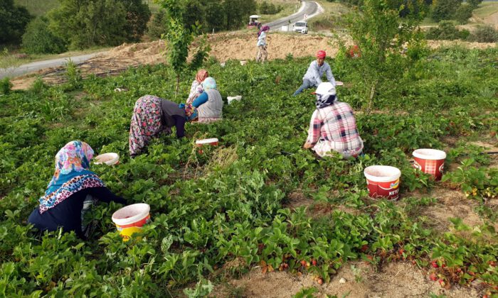 Hasadı başladı