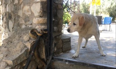  Yılanın köpeğe saldırması kameralara yansıdı