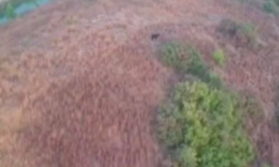 Kaybolan kurbanlık keçiyi drone ile buldular