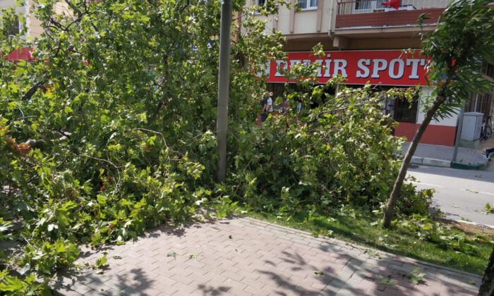 Bursa’da tarihi çınar devrildi