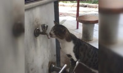 Sıcaktan bunalan kediler çeşmelere koştu